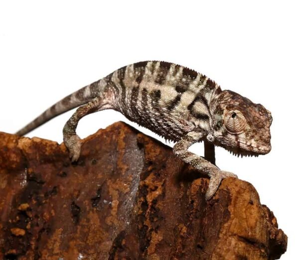 Baby Panther Chameleon For Sale