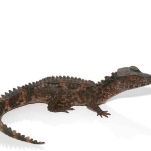 Baby Smooth Front Caiman For Sale