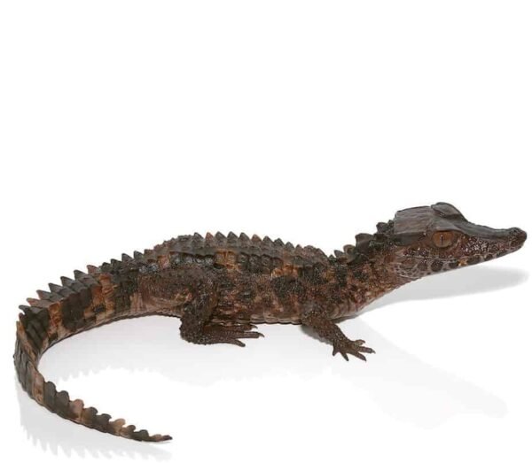 Baby Smooth Front Caiman For Sale
