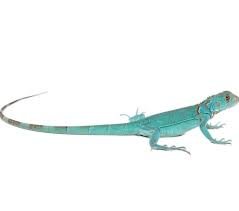 Blue Axanthic Iguana for Sale