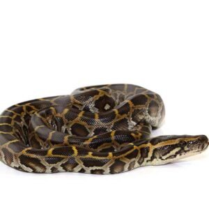 Burmese Python For Sale