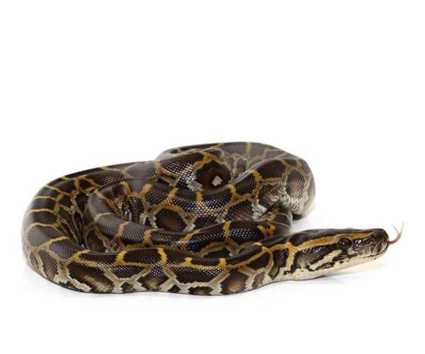 Burmese Python For Sale