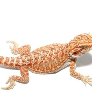 Hypo Tricolor Bearded Dragon For Sale