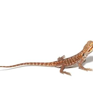 Inferno Silky Bearded Dragon For Sale