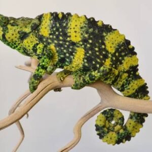 Meller’s Chameleon For Sale