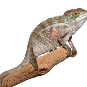 Panther Chameleon For Sale