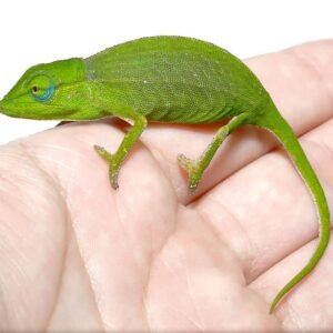 Perinet Chameleon For Sale