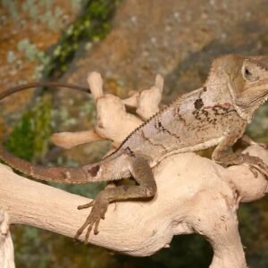 Smooth Helmeted Iguana For Sale