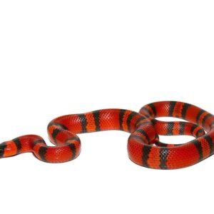 Tangerine Honduran Milksnake For Sale