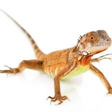 White Head Red Iguana For Sale