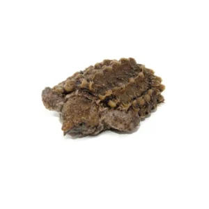 Alligator Snapping Turtle For Sale