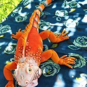 White head red iguana for Sale